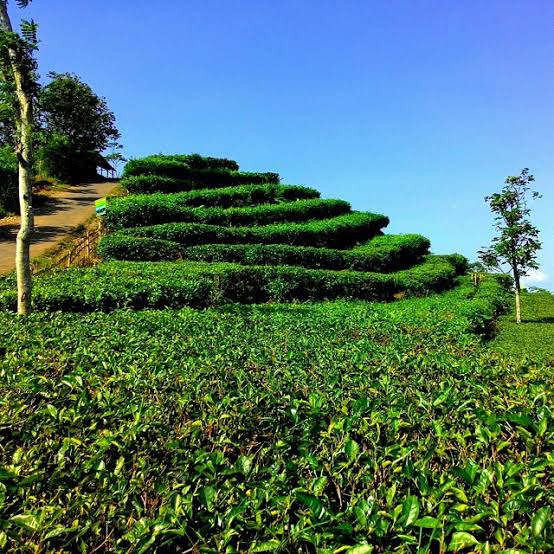 Kebon Teh Nglinggo Kulonprogo