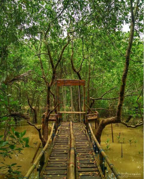 Wisata Hutan Magrove Kulonprogo